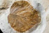 Two Fossil Leaves (Zizyphoides & Davidia) - Montana #165037-1